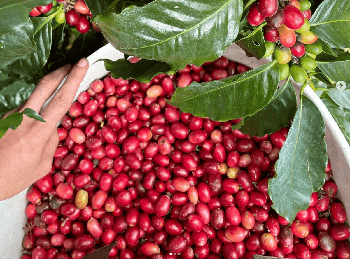 Ka&#39;u Darkwood Hawaiian Coffee 7oz - Hawaiian Farmers Market{