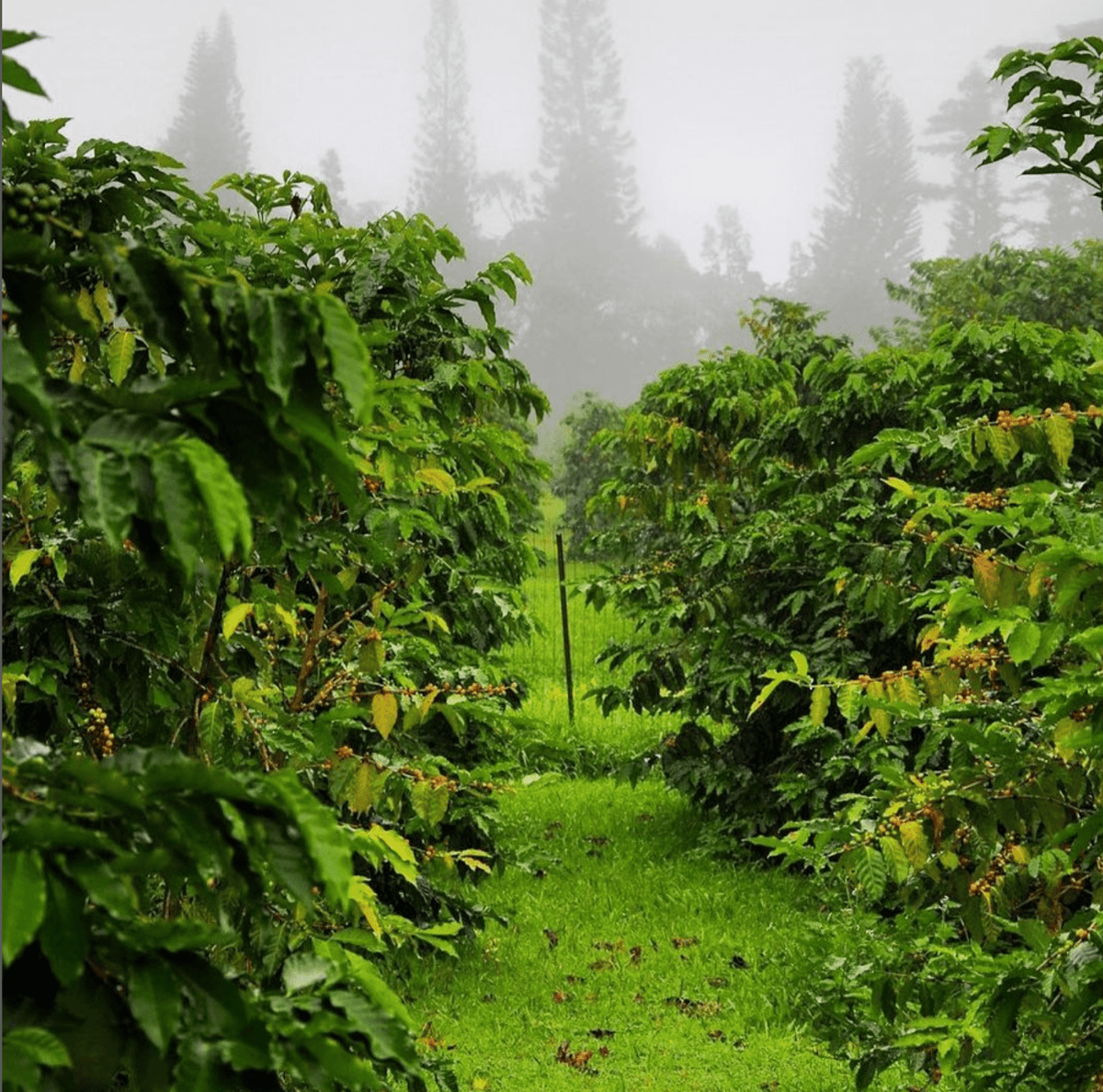 Ka&#39;u Darkwood Hawaiian Coffee 7oz - Hawaiian Farmers Market{