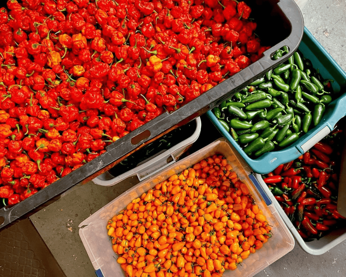 Papaya Jerk Hot Sauce - Hawaiian Farmers Market{