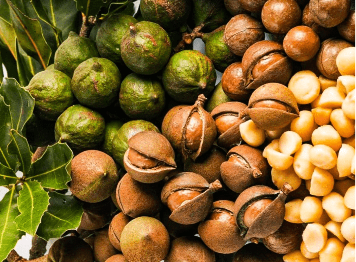 Macadamia Hawaiian Macadamia Nut Tree
