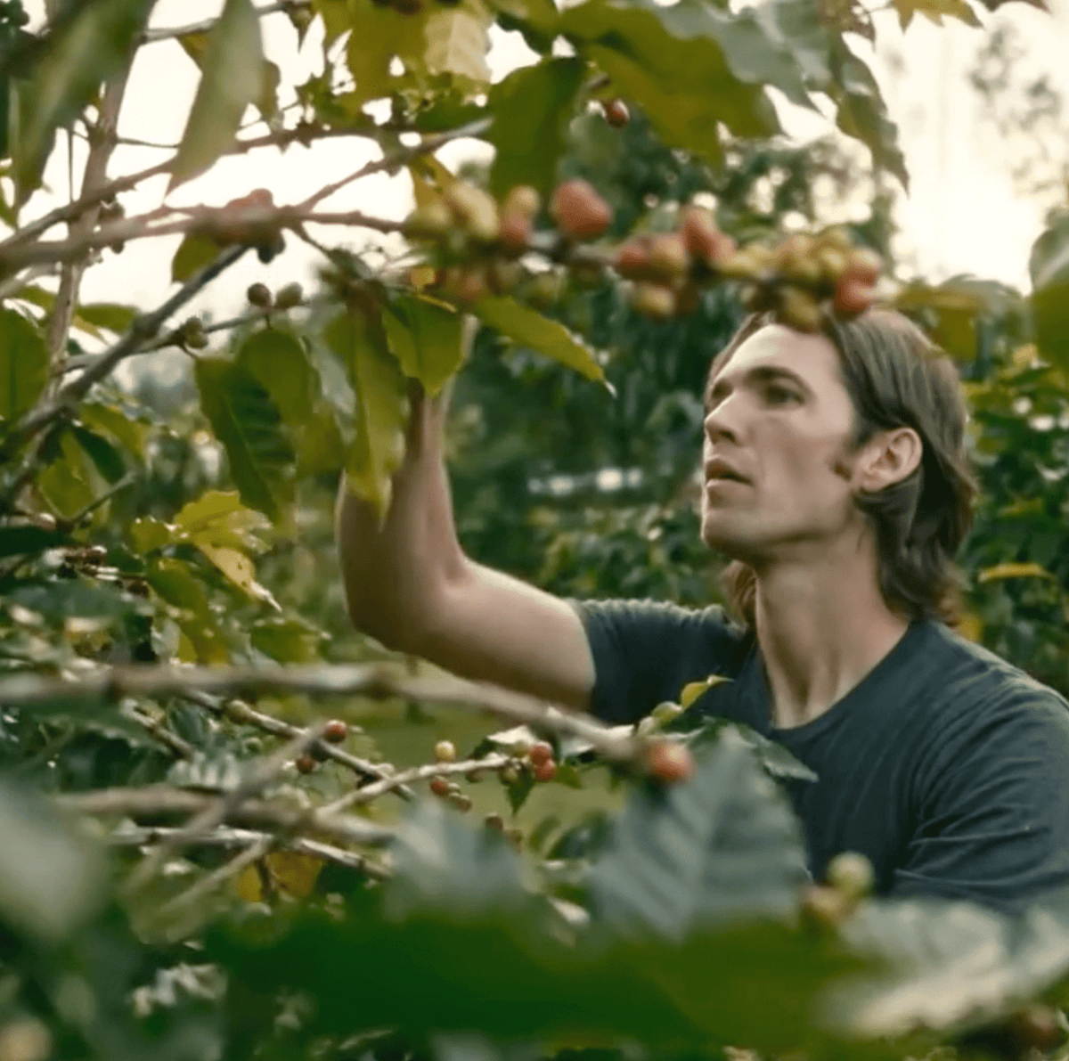 Ka&#39;u Morning Glory 7oz - Hawaiian Farmers Market{