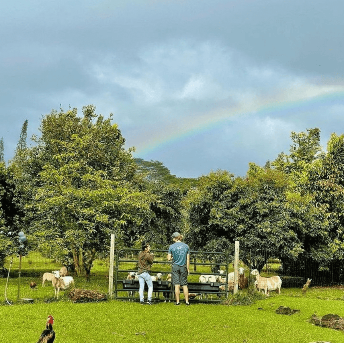 Ka&#39;u Darkwood Hawaiian Coffee 7oz - Hawaiian Farmers Market{