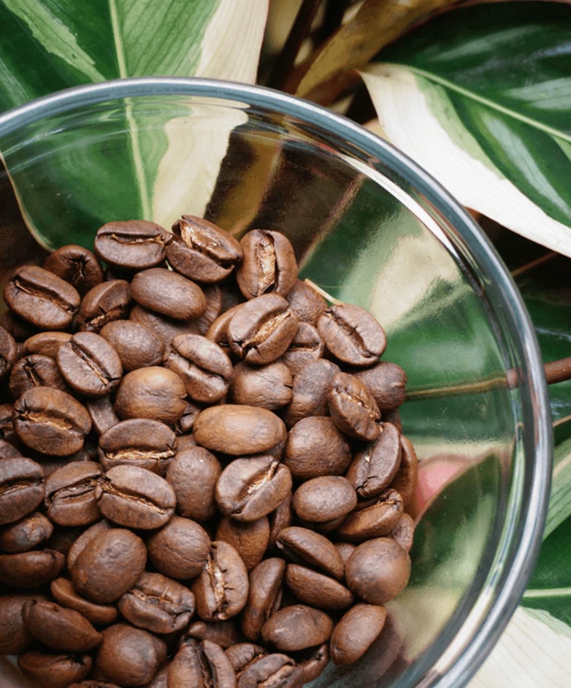 Maui Mellow Hawaiian Coffee | Big Island Coffee Roasters | Shop