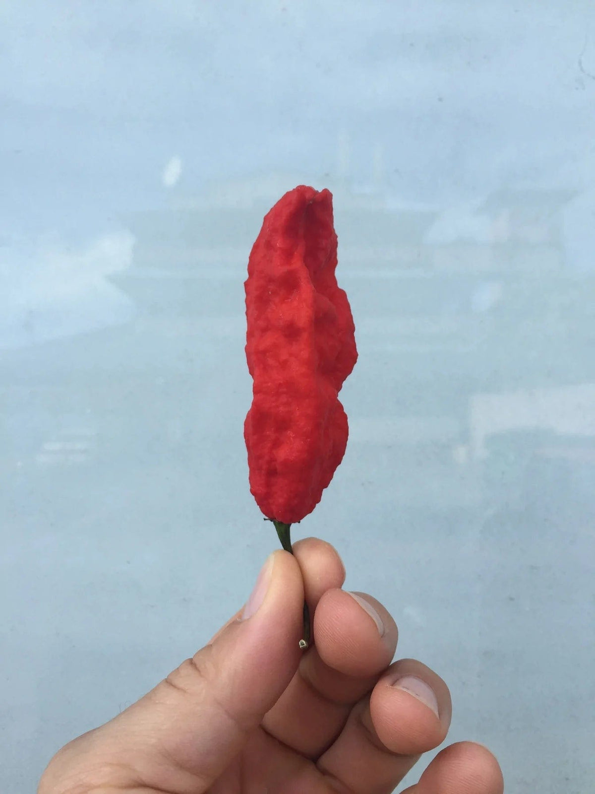 Hawaiian Chili Pepper Mango Garlic Ghost Sauce - Hawaiian Farmers Market{